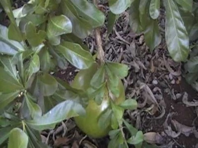 Coitézeira.  Londrina - conchas do mar