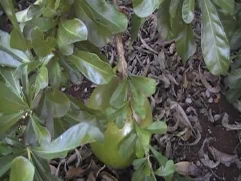 Coitézeira.  Londrina - conchas do mar