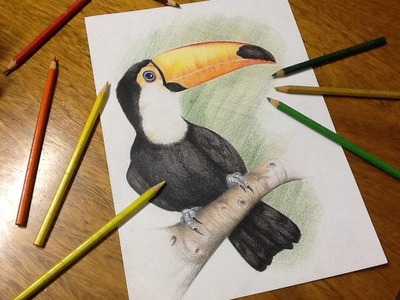 Speed Drawing - Tucano (Toucan)