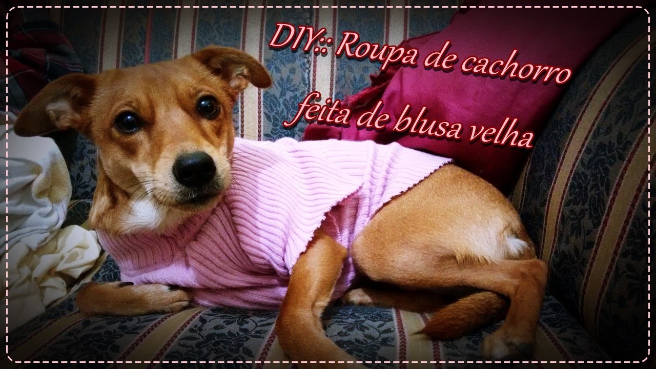 DIY:: Roupa de cachorro feita de blusa velha |DS²