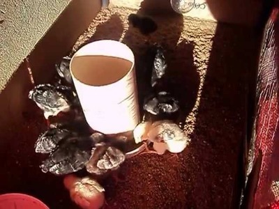 Pintos si alimentando num comedouro caseiro!!