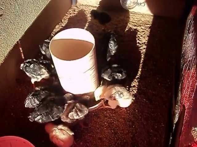 Pintos si alimentando num comedouro caseiro!!