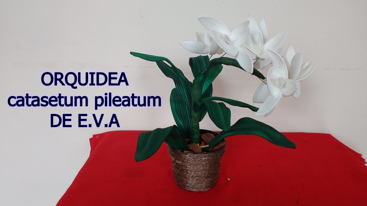 Orquídea ( catasetum pileatum ) de E.V.A