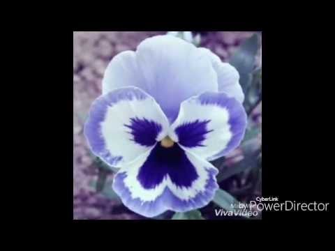 Flor Amor Perfeito De Eva sem Frisador- Por Denise Cardozo