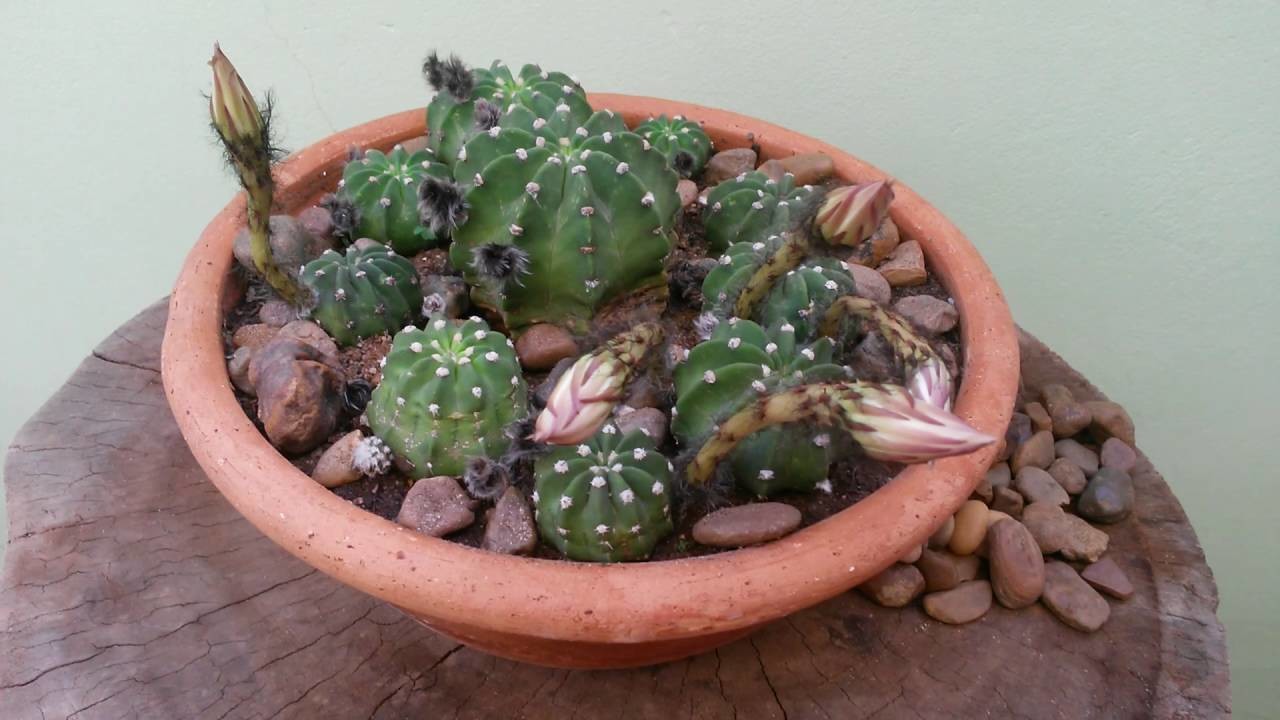 Cactos & Suculentas: Botões de flores da Lobívia