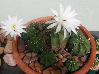 Jardim da Jura:  bênçãos de cães, cactos, cores, flores e abelhas