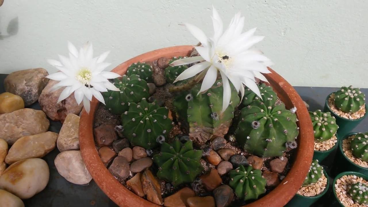 Jardim da Jura:  bênçãos de cães, cactos, cores, flores e abelhas