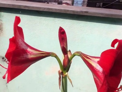Lírio Vermelho -  Flores
