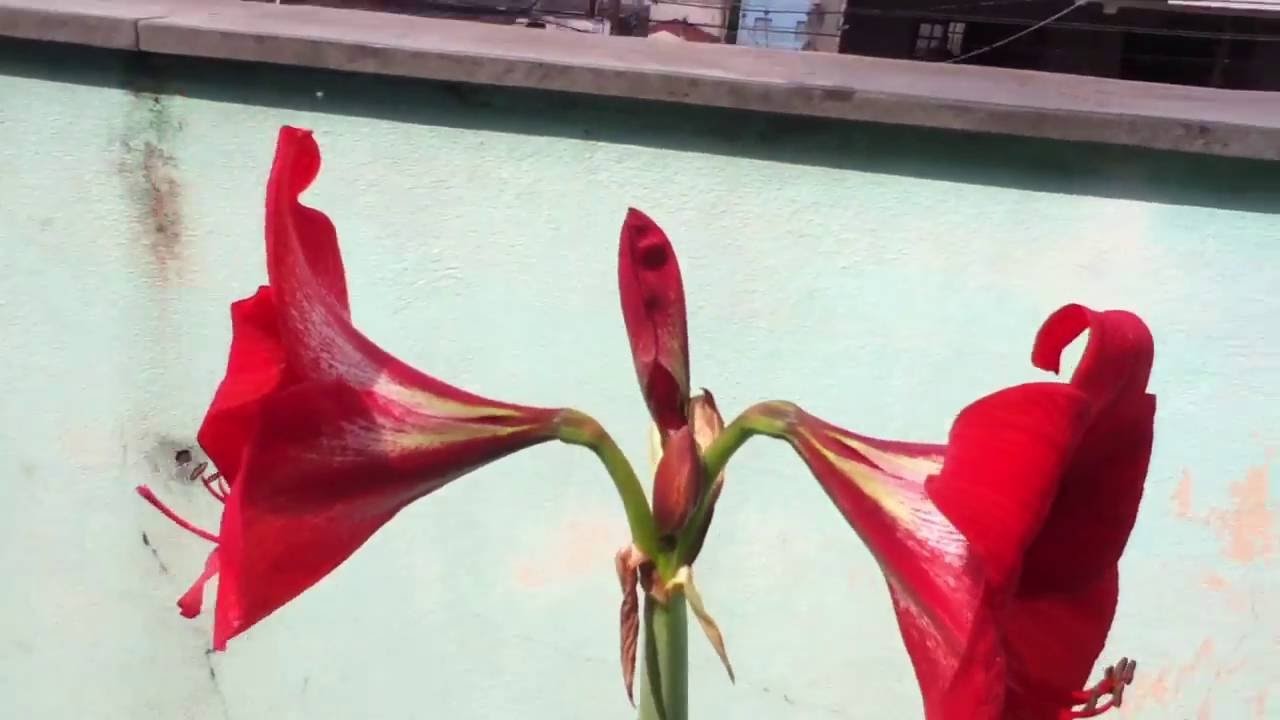 Lírio Vermelho -  Flores