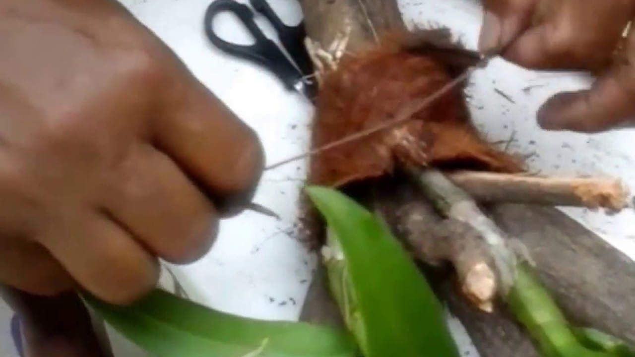 DIY - Plantando orquídeas em pedaços de tronco