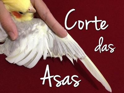Corte correto das asas | Calopsita | Como cortar asas