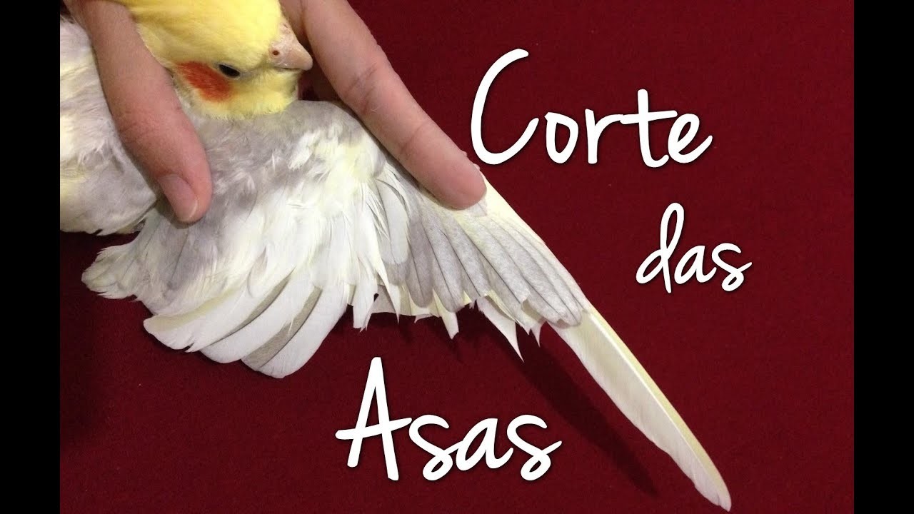 Corte correto das asas | Calopsita | Como cortar asas