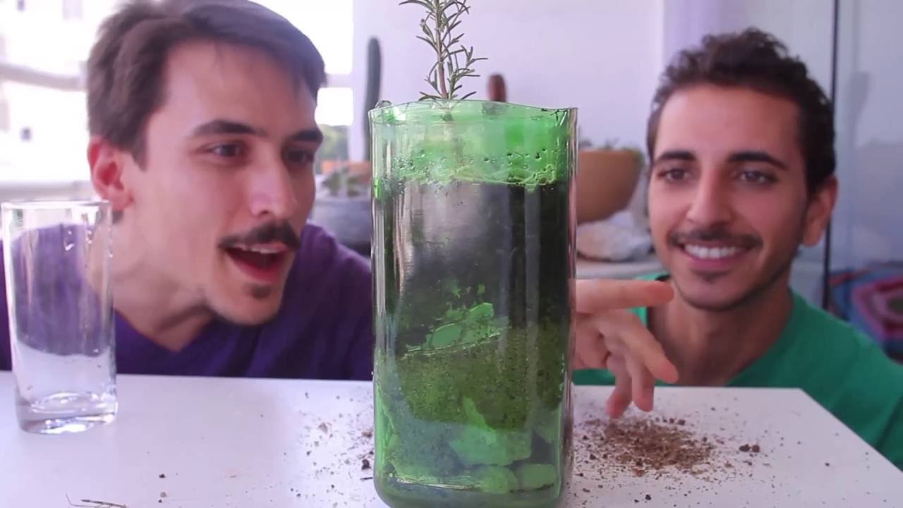 Aprenda a Plantar em Casa: Alecrim em Vaso de Vidro Auto Irrigável