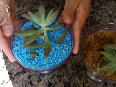 Plantando Suculentas decoração fofa- Sir Super Mamy