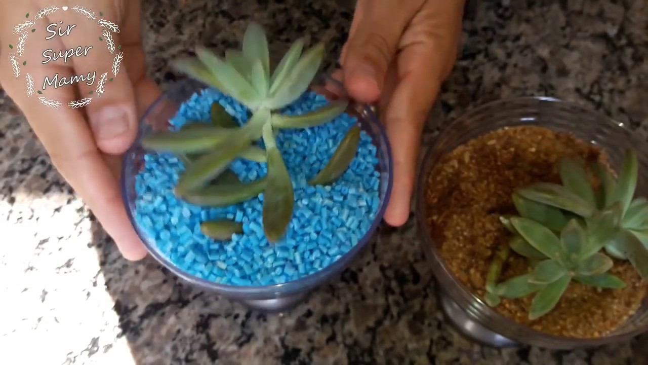Plantando Suculentas decoração fofa- Sir Super Mamy