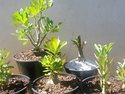 Rosa do Deserto - Principais Nutrientes para crescer, enraizar e florecer
