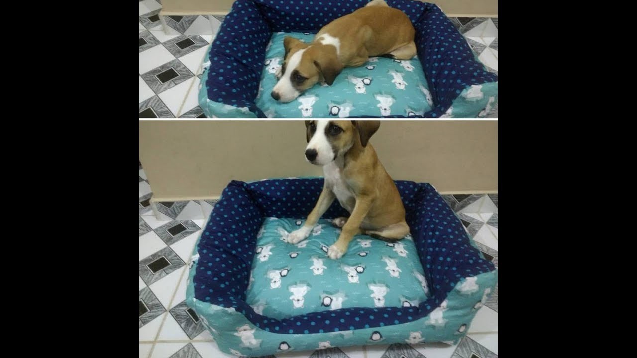 DINHA TODO DIA #5 Caminha pet.