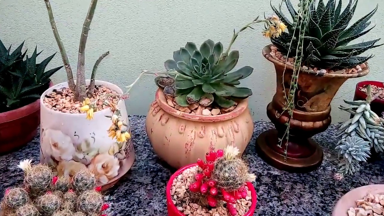 Cactos e Suculentas : Botões Flores Sementes e Rega