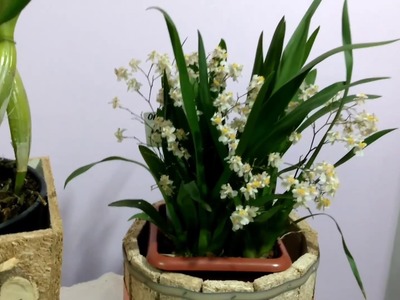 Novas Orquídeas Cattleya e  Oncidium Twinkle
