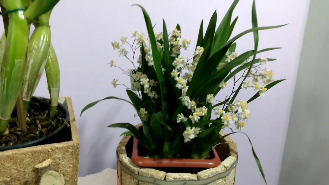 Novas Orquídeas Cattleya e  Oncidium Twinkle