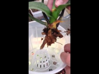 Salvando a orquidea Phalaenopsis