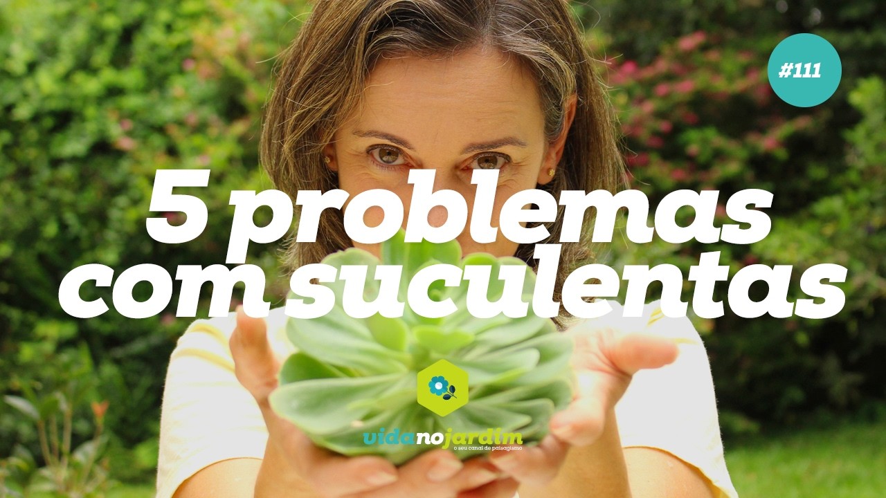 5 problemas comuns com suculentas