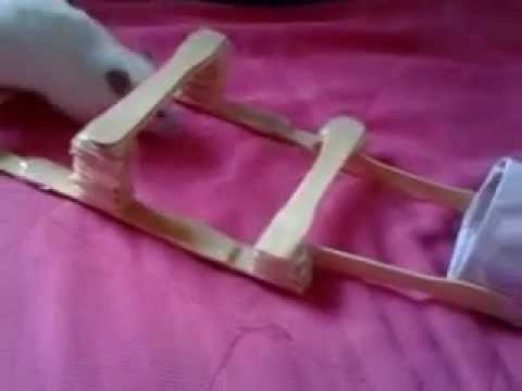 Hamster treinado em casa.
