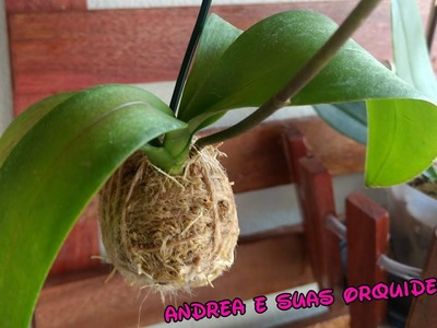 Como fazer uma Kokedama para orquídeas | 2 super Dicas