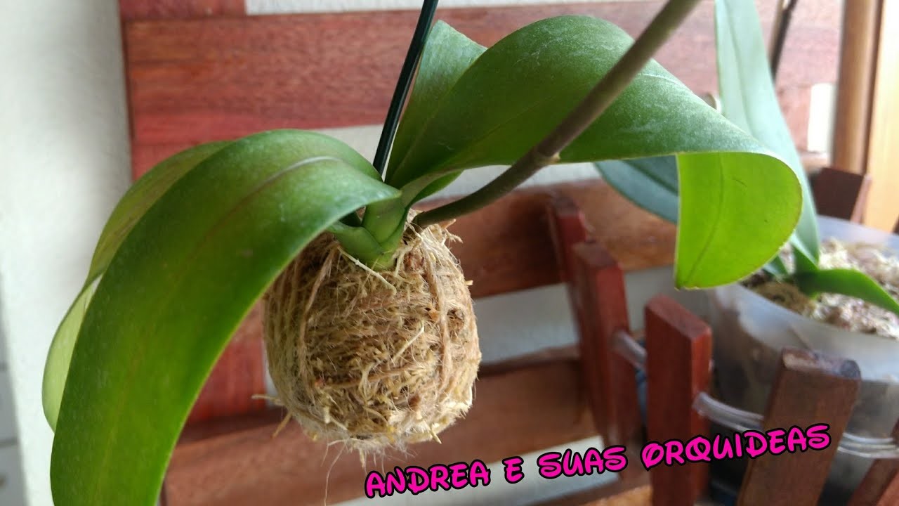 Como fazer uma Kokedama para orquídeas | 2 super Dicas