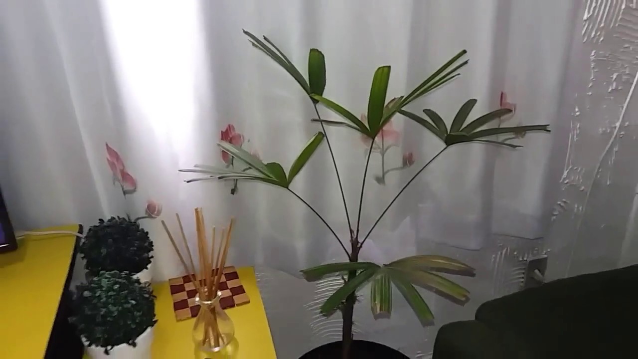 Tour pela minha sala.