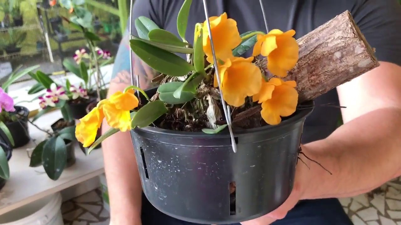 Tela de sombreamento para orquídeas, qual devo usar? 50%, 70%, 80%?
