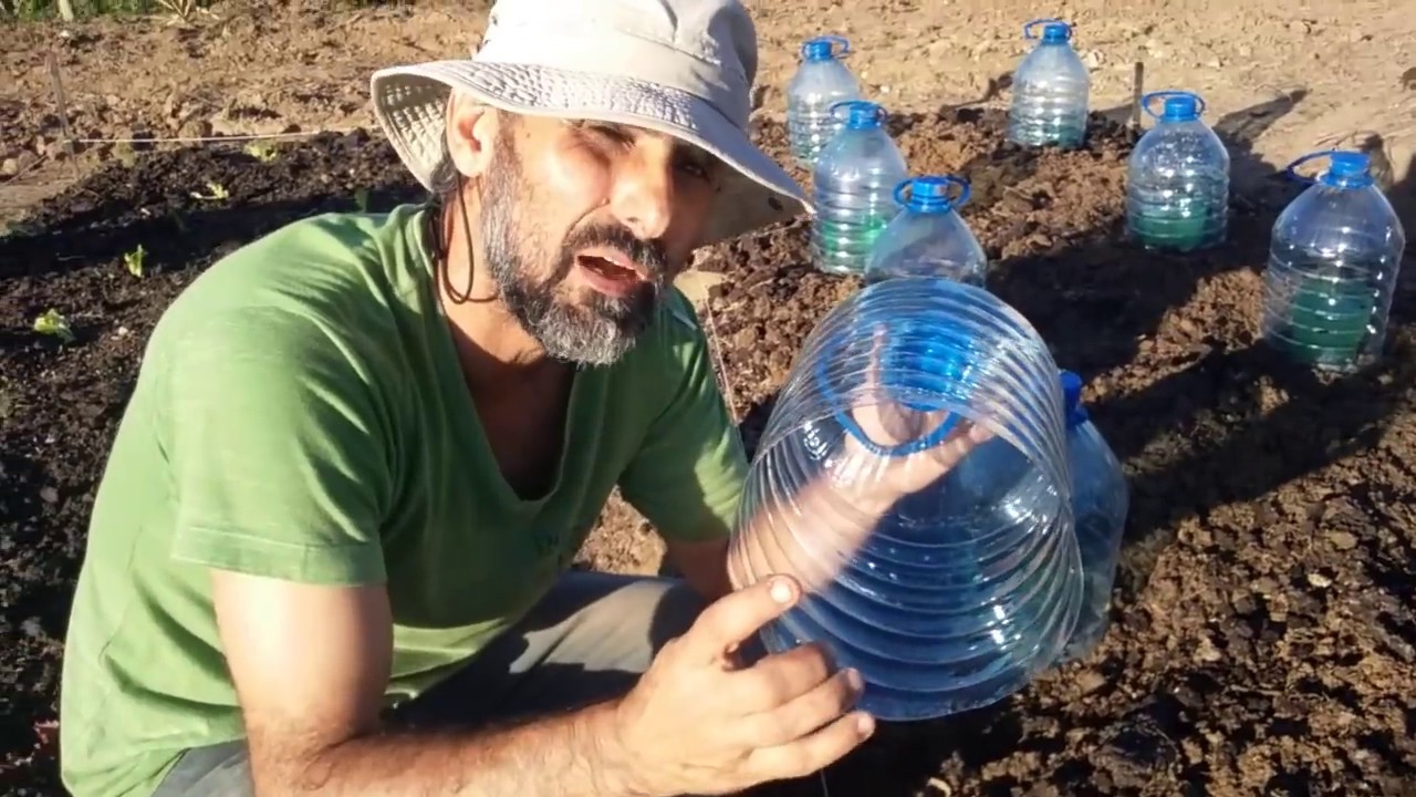 Irrigação de horta usando garrafas de PET e galão de 5 litros.