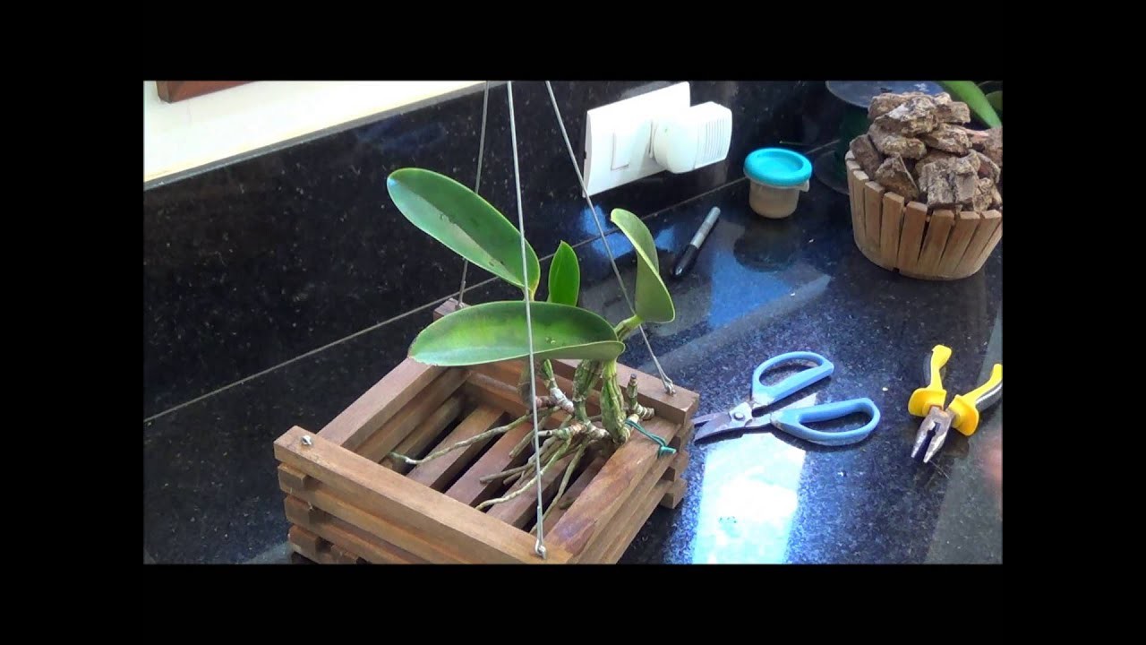 Como dividir e replantar sua orquídea epífita