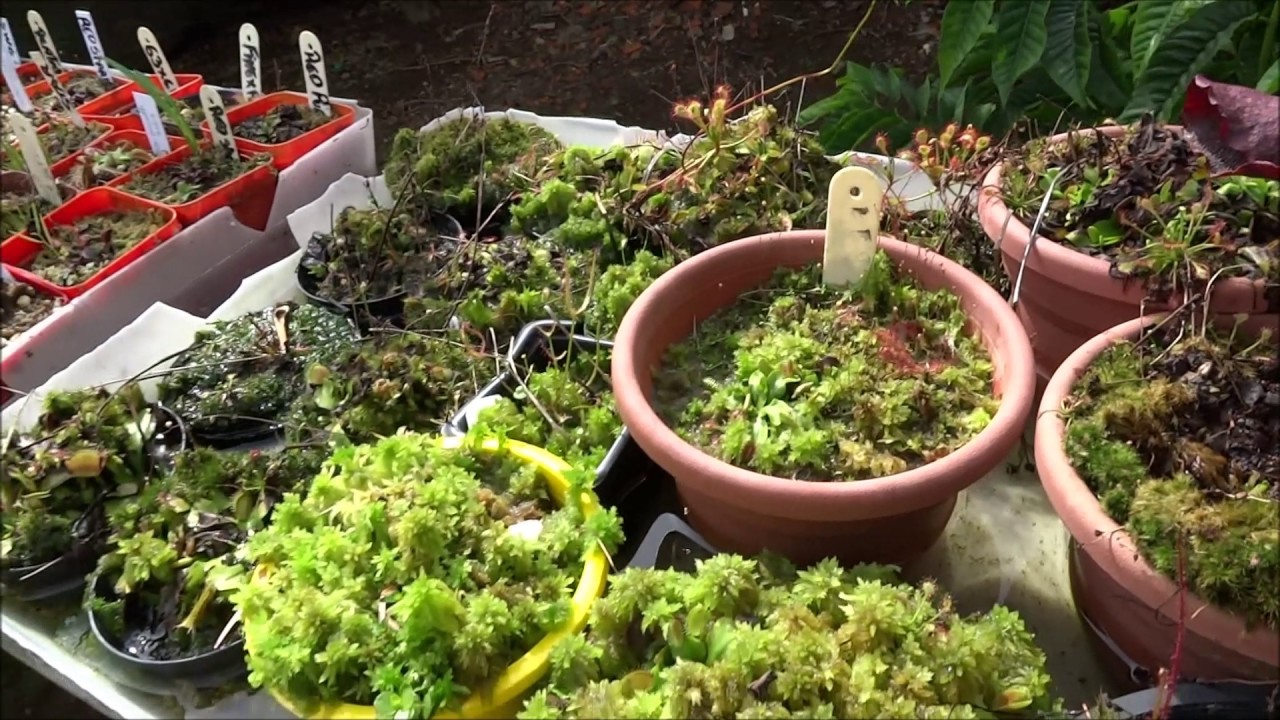 Como cultivar musgo vivo
