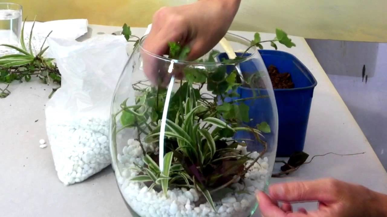 Como fazer um terrarium ( mini jardim) em vidro
