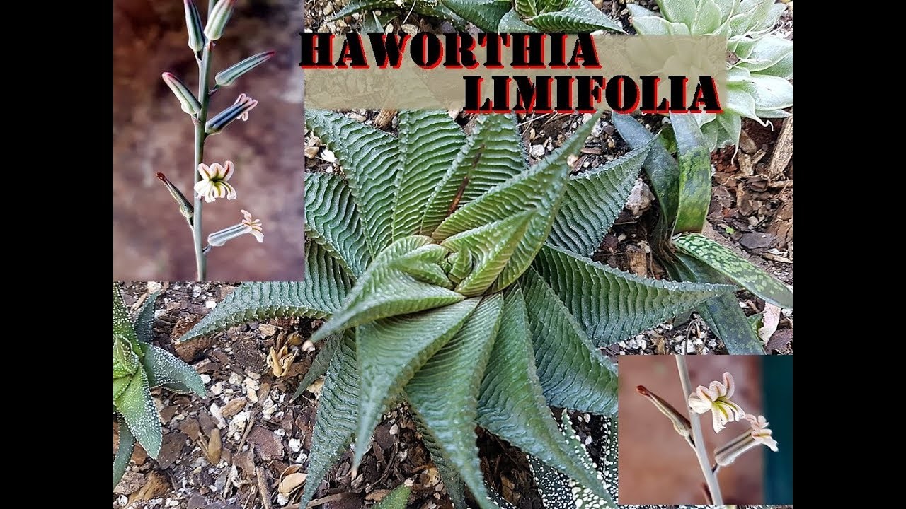 IDENTIFICAÇÃO DE SUCULENTAS (HAWORTHIA LIMIFOLIA)