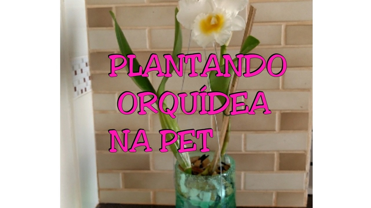 PLANTANDO ORQUÍDEA NO VASO PET