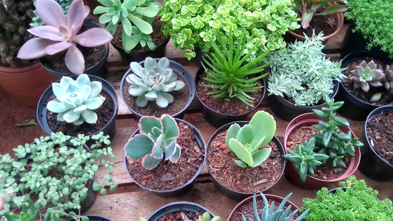 Suculentas bem gordinhas e saudáveis ????