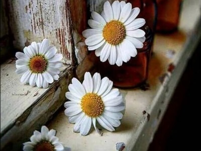 FLOR MARGARIDA