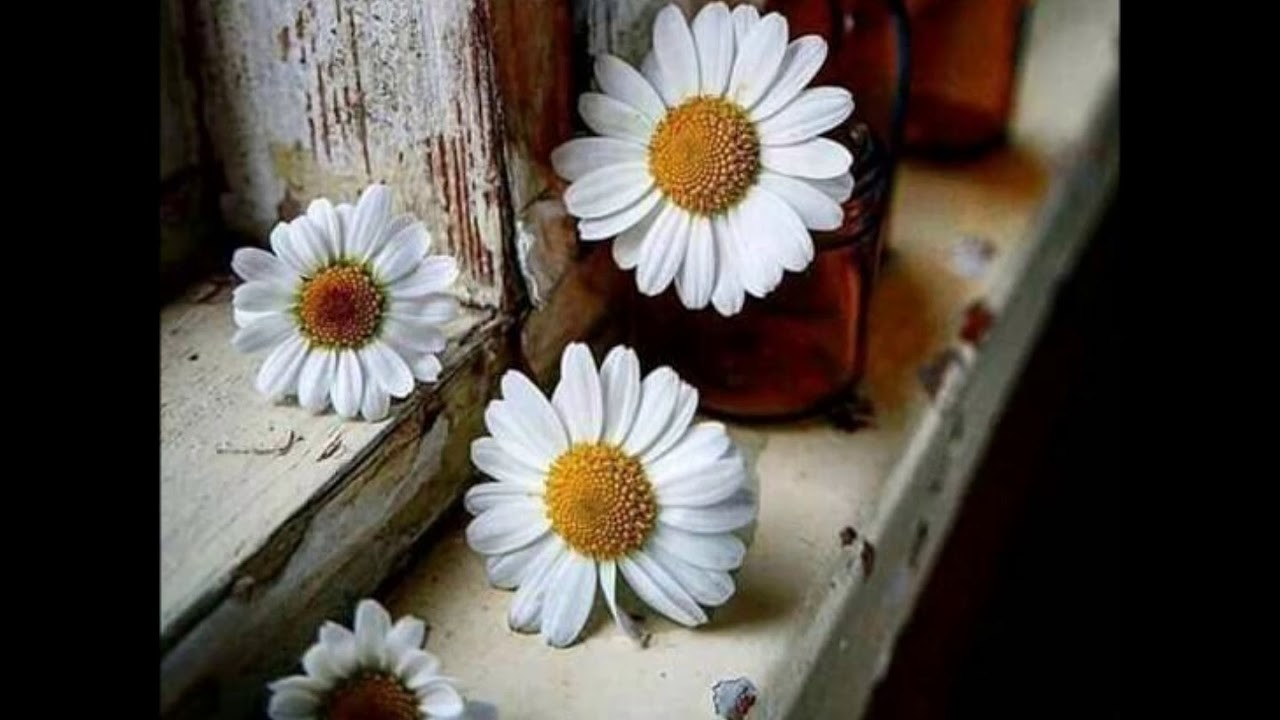 FLOR MARGARIDA