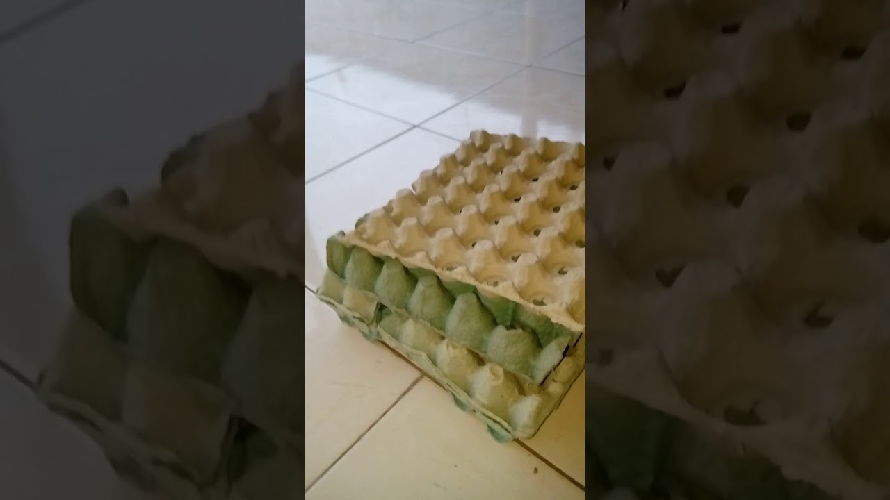 Como se livrar dos pernilongos, muriçocas. How to get rid of mosquitoes using egg carton