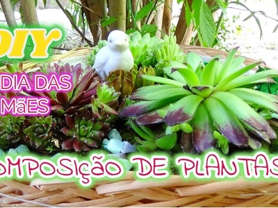DIY:COMPOSIÇAO DE PLANTAS (E.OU FLORES) - IDEIA DE PRESENTE P.TODAS OCASIÕES
