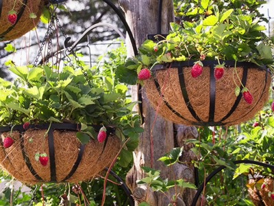 7 vegetais e frutas que pode plantar em cestas suspensas.