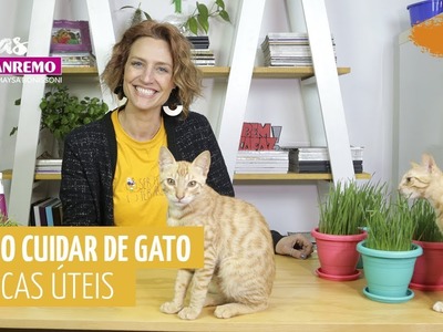 Como cuidar de gato - 5 dicas úteis  | Dicas Sanremo